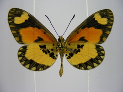 Acraea bonasia