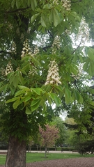 Aesculus hippocastanum