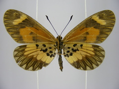 Acraea bonasia