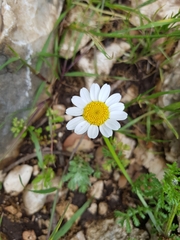 Anthemis bornmuelleri