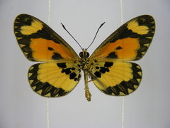 Acraea bonasia