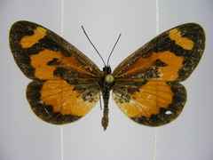 Acraea bonasia