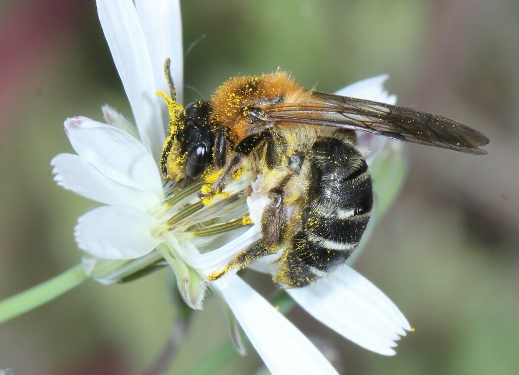 Andrena koreana