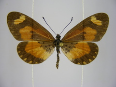 Acraea bonasia