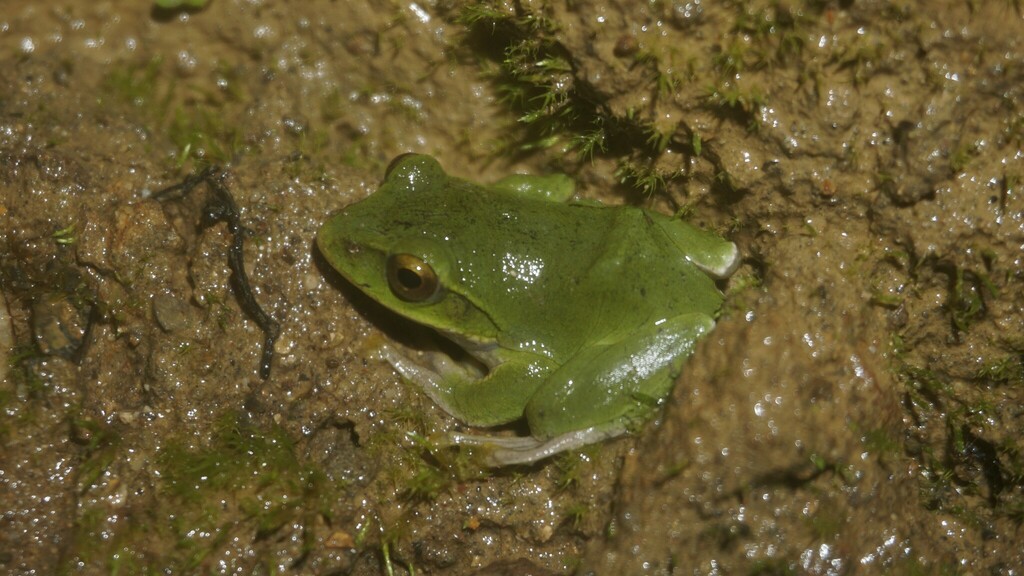 Hongoshan Whipping Frog