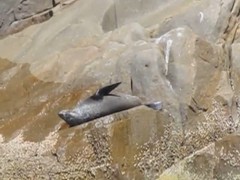 Arctocephalus pusillus