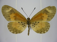 Acraea bonasia