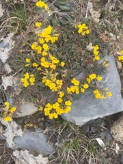 Hippocrepis comosa