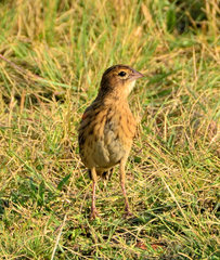 Euplectes progne
