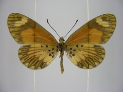 Acraea bonasia