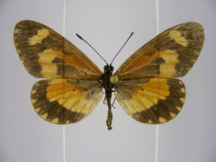 Acraea bonasia