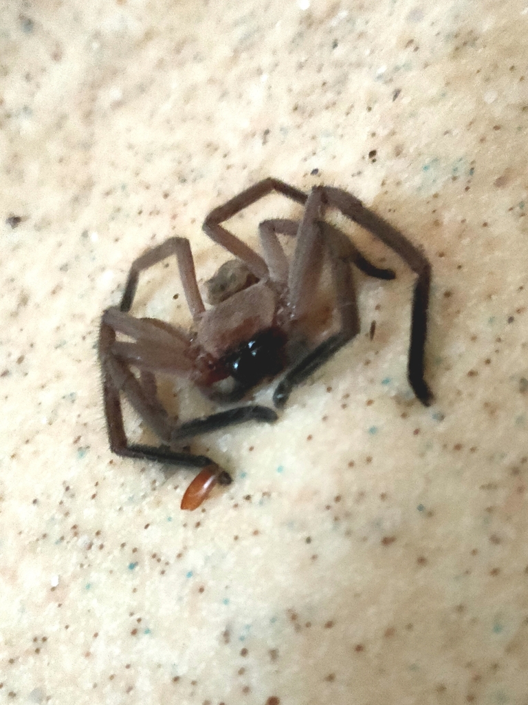 Social Huntsman Spider from Portsea VIC 3944, Australia on February 20 ...