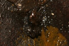 Longchuan Bubble-Nest Frog photo 2