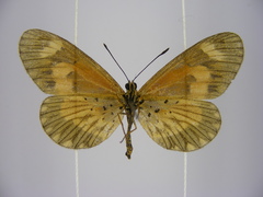 Acraea bonasia