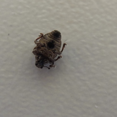 Rhinoncus leucostigma