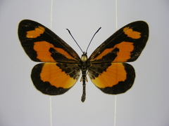 Acraea bonasia