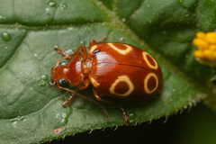 Image of Lebia quadriannulata