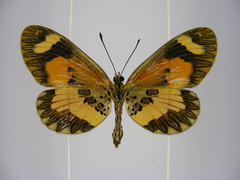Acraea bonasia