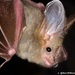 Heart-nosed Bat - Photo (c) Simon Musila, some rights reserved (CC BY-NC), uploaded by Simon Musila