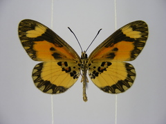 Acraea bonasia