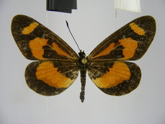 Acraea bonasia