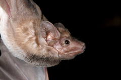 Hildegarde's Tomb Bat photo 2