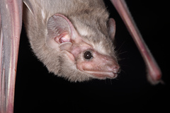 Hildegarde's Tomb Bat photo 3