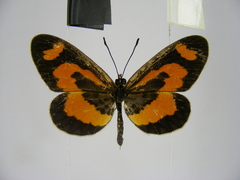 Acraea bonasia