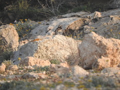 Oenanthe cypriaca