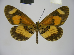 Acraea bonasia