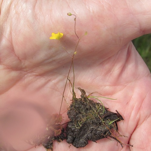Zigzag Bladderwort