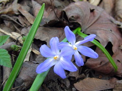 Scilla luciliae