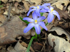 Scilla luciliae