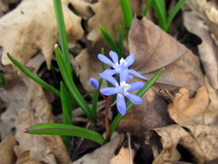Scilla luciliae