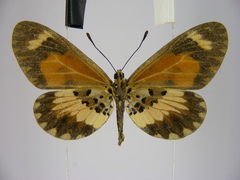 Acraea bonasia