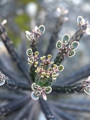 Kalanchoe delagoensis