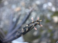 Kalanchoe delagoensis