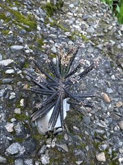 Kalanchoe delagoensis