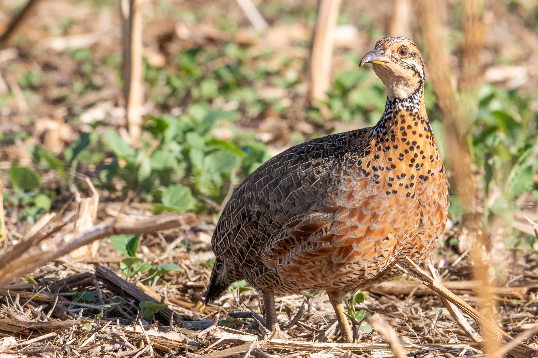Elgon Francolin illustration