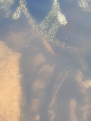 Lissotriton