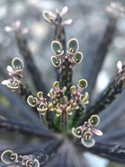 Kalanchoe delagoensis