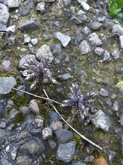 Kalanchoe delagoensis