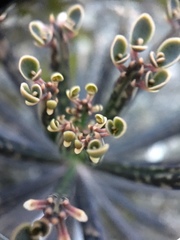 Kalanchoe delagoensis
