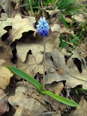 Muscari botryoides