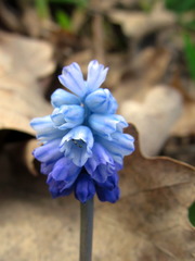 Muscari botryoides