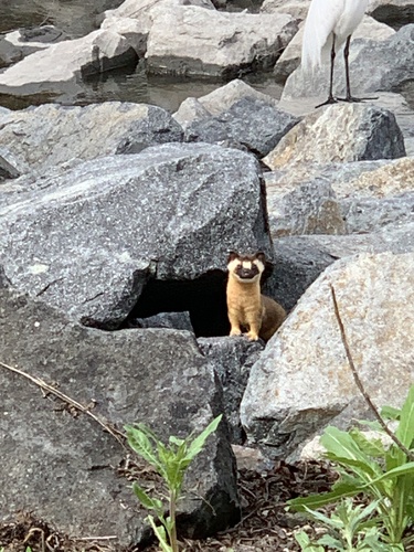 iNaturalist observation photo of Long-tailed Weasel