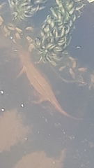 Lissotriton