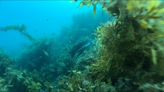 Odax pullus