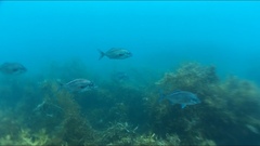 Latridopsis ciliaris