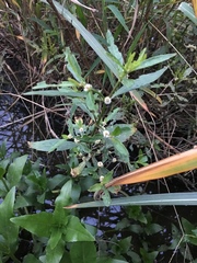 Alternanthera sessilis